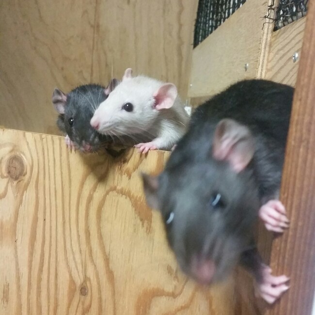 Rat Andersonのカバー写真