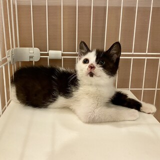 【他サイトにて決定】空前絶後の可愛い4キョウダイ