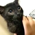 2ヶ月甘えん坊黒猫♀