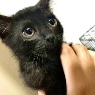 2ヶ月甘えん坊黒猫♀
