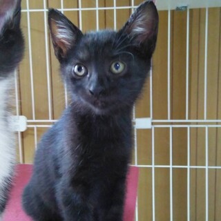 賢く優しい黒猫クー