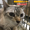 母子で収容　飼主持込　お母さん猫 サムネイル2