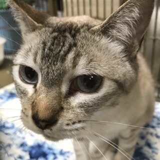 母子で収容　飼主持込　お母さん猫