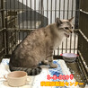 母子で収容　飼主持込　お母さん猫 サムネイル3