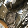 母子で収容　飼主持込　お母さん猫 サムネイル4