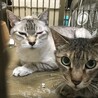 母子で収容　飼主持込　お母さん猫 サムネイル5