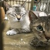 母子で収容　飼主持込　お母さん猫 サムネイル6