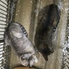 母子で収容　飼主持込　お母さん猫 サムネイル7