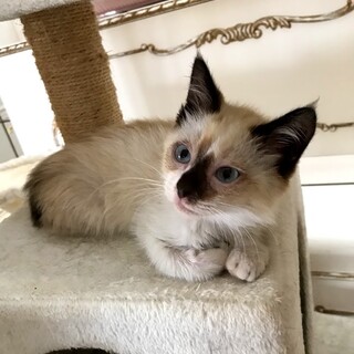 おっとり癒し系のイケメン君♥ブルーアイ♥