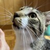はなまる