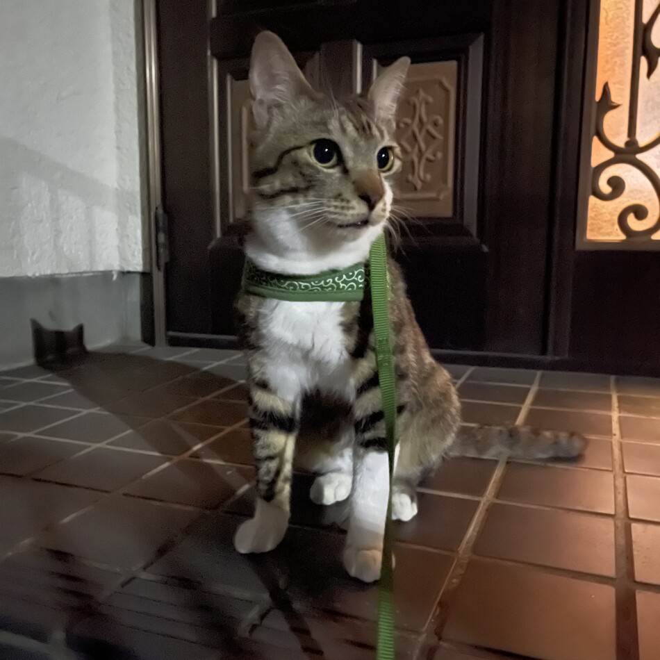 はなまるのカバー写真