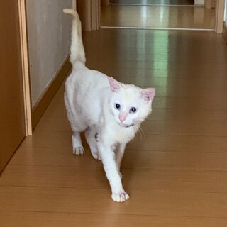 募集一旦停止】人も猫も大好きなナイスボーイ！