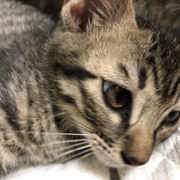 キジトラ　兄チャン
