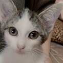 終生飼える方求む