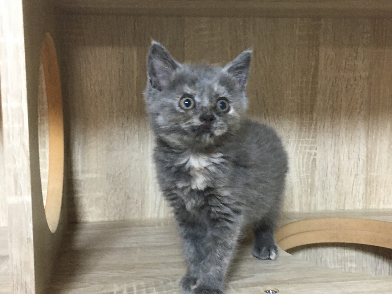 マンチカン グレーな毛色 愛知県 猫の里親募集 ペットのおうち 月間利用者150万人