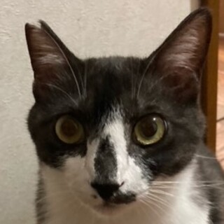キジ白チャッピーくん