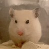 おはぎ。
