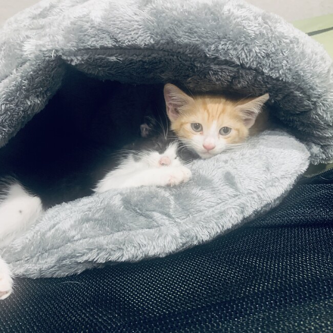 けこぷぅのカバー写真