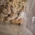 キンクマハムスター 赤ちゃん里親募集