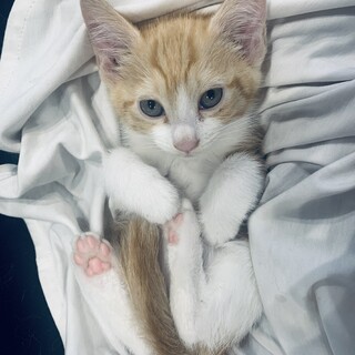 トライアル決定　推定1ヶ月半　キジトラ×白　