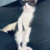 トライアル決定♡推定1ヶ月半　白黒柄ちゃん サムネイル2