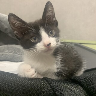 トライアル決定♡推定1ヶ月半　白黒柄ちゃん