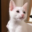 眠そうなお顔はまつ毛バッサーだから！白猫♡