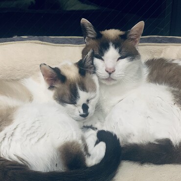 現在16匹の保護猫を飼ってます。19歳の老猫♡
