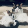 現在16匹の保護猫を飼ってます。19歳の老猫♡