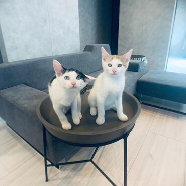現在16匹の保護猫を飼っています♡保護したてのお豆と虎ちゃん。うちの子になります♡