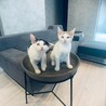 現在16匹の保護猫を飼っています♡保護したてのお豆と虎ちゃん。うちの子になります♡
