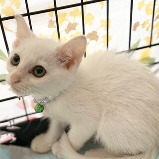 【毎週日曜譲渡会】個別面会可能