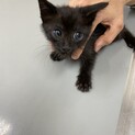 クマみたいな真っ黒ちゃん