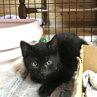 海っこ兄弟♡黒ちびカイくん。