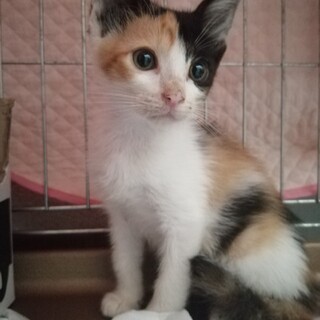 ひとなつこい、ミケちゃん