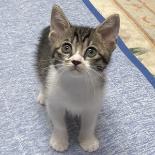 ☆わんぱく兄弟☆