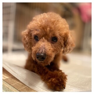 おっとりさんなトイプードル♀こうめちゃん