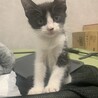 トライアル決定♡推定1ヶ月半　白黒柄ちゃん サムネイル7