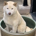 白柴のリュータです。　