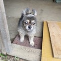 ポメラニアン　老犬　17歳　さくらちゃん