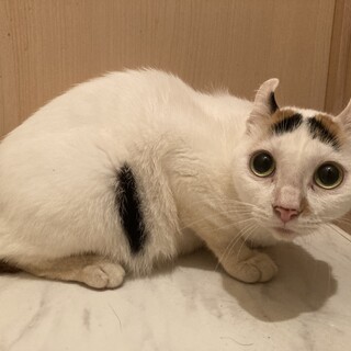 ♀ アメリカンカールのMIX　　2歳　　里親募集中