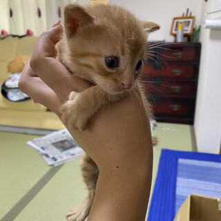 生後１ヶ月の子猫ちゃん達です