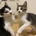 甘えん坊の仲良し兄妹