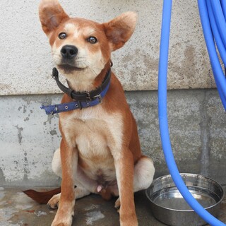 ちょっと怖がりな推定6ヶ月の子犬