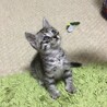 サバトラの元気ハツラツな男の子！ サムネイル3