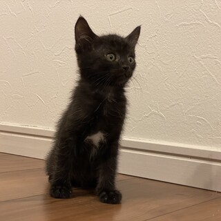 生後2ヶ月の黒猫ちゃん