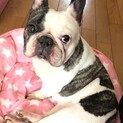 フレブルのふぅちゃん☆女の子