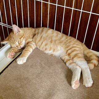 かわいい子猫ちゃんがずっとのおうちを探しています！