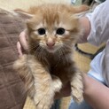 子猫の里親様募集しています。