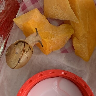 昨日かぼちゃも食べてくれた